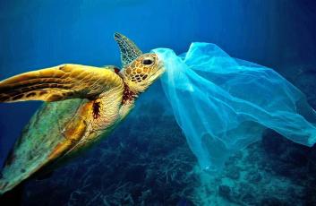 turtle-sea-waste